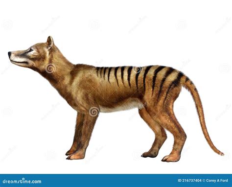Extinct Thylacine Or Tasmanian Wolf Thylacinus Cynocephalus In Side ...