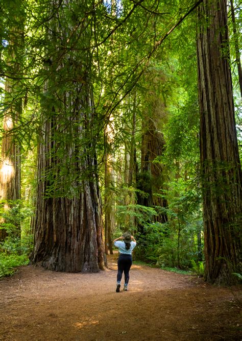 Redwood National Park 2 Day Itinerary - Sea Salt & Fog