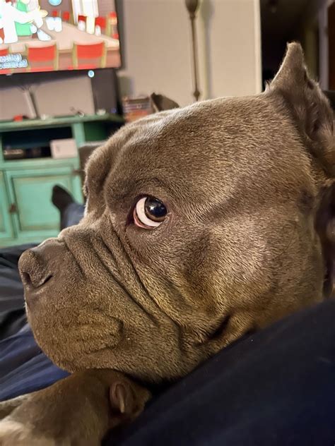 Bombastic side eye… criminal offense side eye.. 🤣🤣 : r/AmericanBully