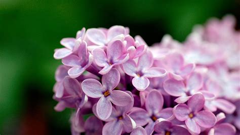 Light Purple Flowers 1080p Wallpapers | HD Wallpapers | ID #5663