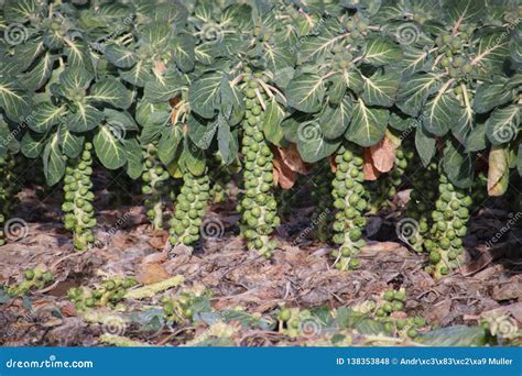 Brussels Sprouts Growing on Plant at Farm Field in Zwijndrecht, the ...