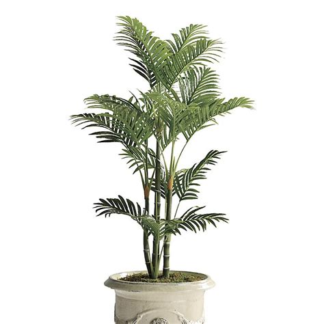 4 ft. Green Trunked Areca Palm | Frontgate