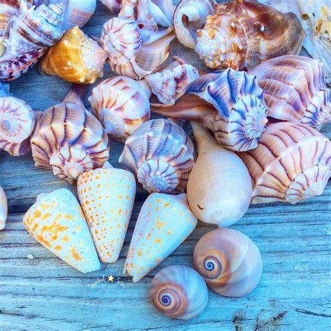 Image result for Pretty Shell Drawing