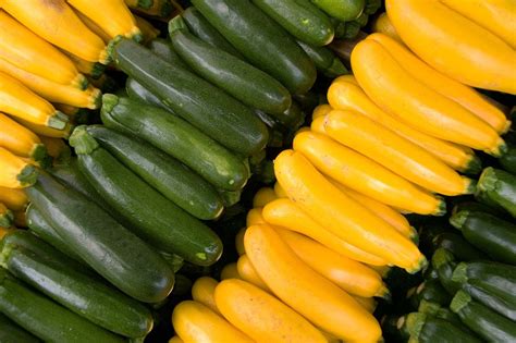 Zucchini | Summer Squash, Edible Fruit, C. pepo | Britannica