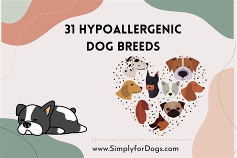 31 Hypoallergenic Dog Breeds (Should You Pet?) - Simply For Dogs