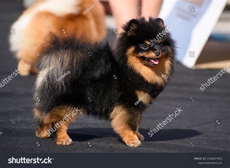 Black And Tan Pomeranian Puppy