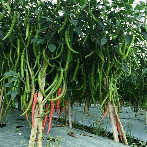 Buy Chilli F1 Jwala Pariksha - Vegetable Seeds online from Nurserylive ...