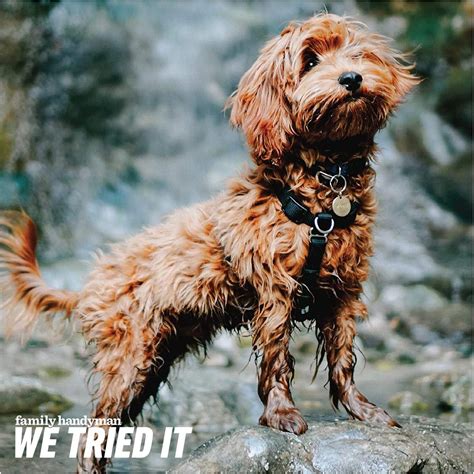 Blue-9 Balance Harness Review: Using a No-Pull Harness