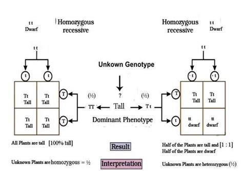 (a) How would you find out whether a given tall garden pea plant is ...
