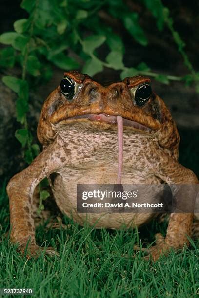 Image result for Giant Toad Eating