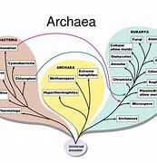 Archaea 的图像结果