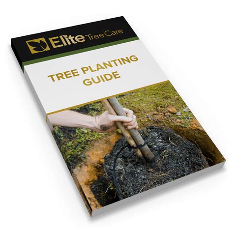 Image result for Tree Planting Guide