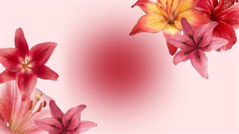 Lily Wallpaper Desktop