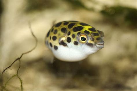 dangerous aquarium fish