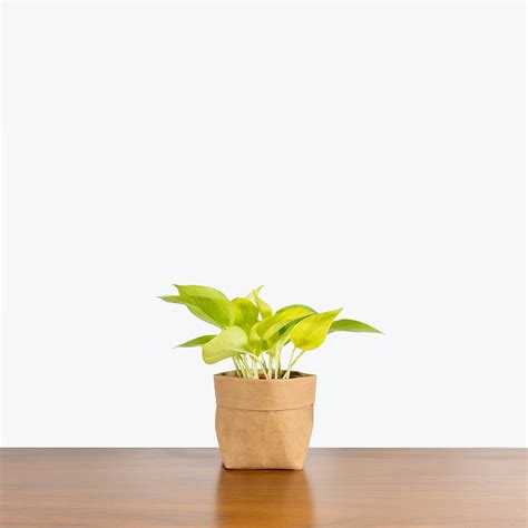 Easy Care House Plants Delivery | From Toronto Across Canada - JOMO Studio