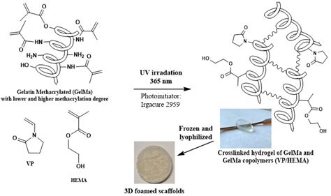 New Photocrosslinked 3D Foamed Scaffolds Based on GelMA Copolymers ...