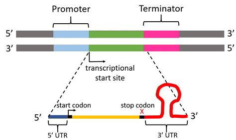 Genes and mRNA - Wize University Biology Textbook | Wizeprep