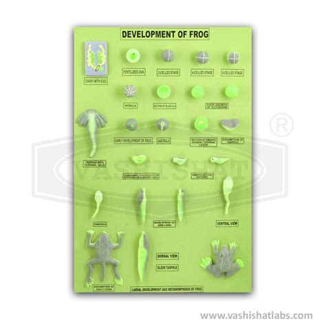 Image result for Frog Development CSIR Pyq