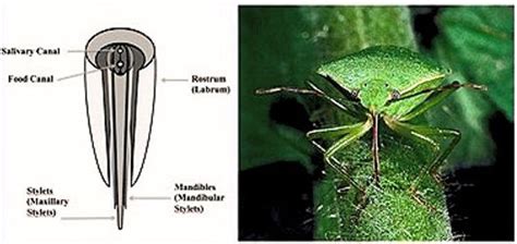 Piercing Insect 的图像结果