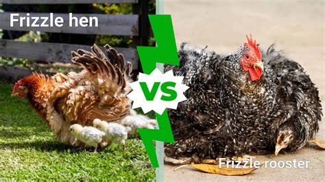 Hen Vs Rooster