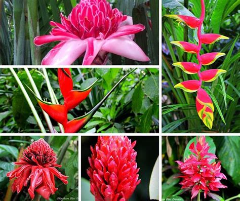 Baldi Spring 的图像结果