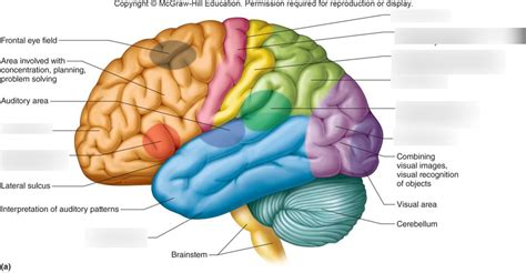 Image result for Brain Exploding Vector