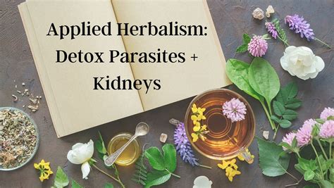Applied Herbalism: Detox Parasites + Kidneys, 234 High St, Waynesville ...