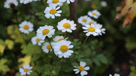 Is Feverfew The Best Herb For Migraines A Natural Guide