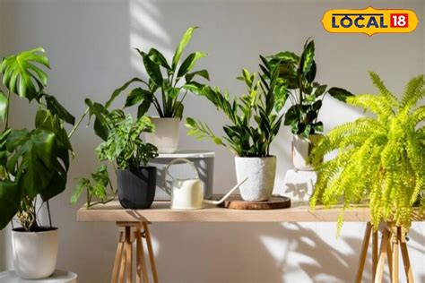 Unlucky Plants: మీకు తెలిసిన ఈ 6 మొక్కలు.. మీ ఇంటి ఆవరణలో అస్సలు ...