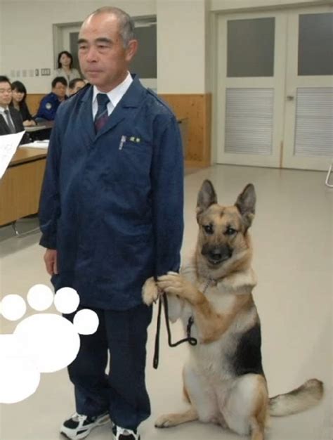 京城警犬神探炼成记|警犬|基地_新浪新闻