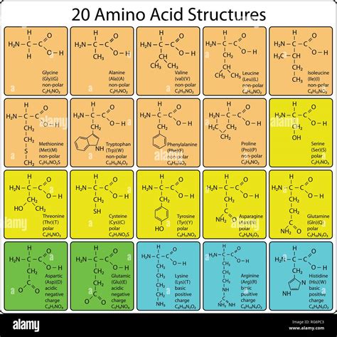 Amino Acid Structure Proteins
