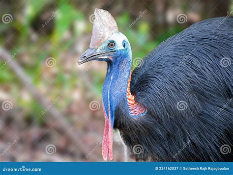 Cassowary Are They Endangered