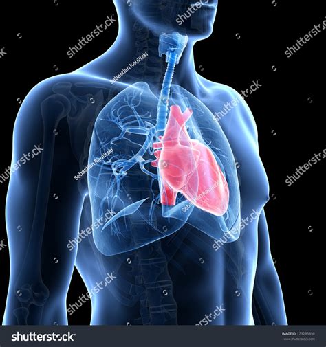 Human Lungs And Heart