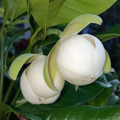 Buy White Kavati Chafa - Magnolia Liliifera Plant Online