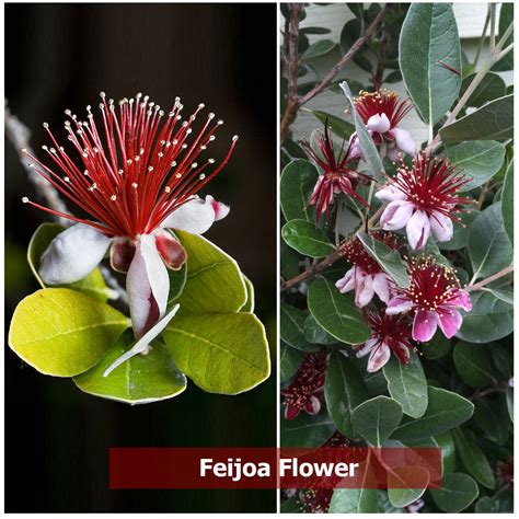 Feijoa Fruit Plant (Acca sellowiana) – veliyathgardens