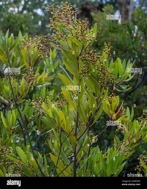 Toyon (Heteromeles arbutifolia) Plantae Stock Photo - Alamy