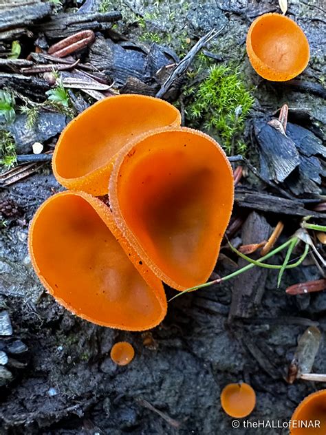 Orange Peel Fungus – Aleuria aurantia – The Hall of Einar – photograph ...
