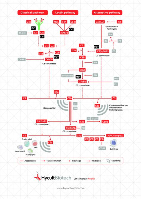 Image result for Complement System Disorders