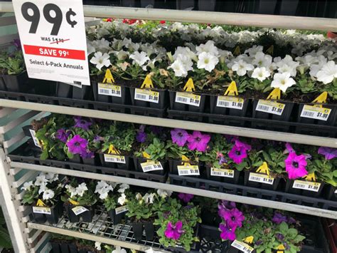 Image result for Lowe's Flower Garden