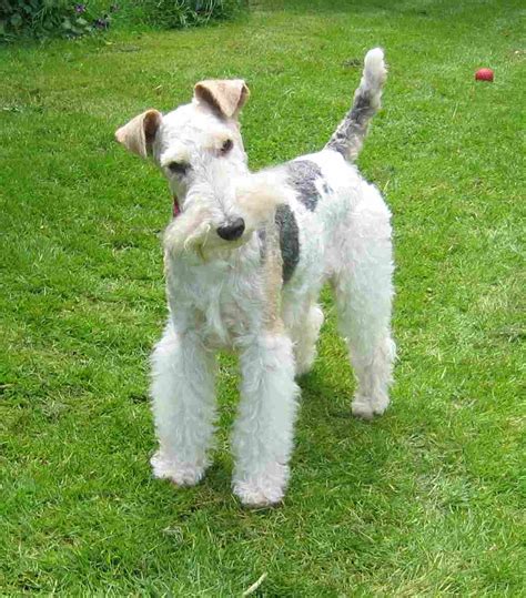 Wire Fox Terrier - Pictures, Information, Temperament, Characteristics ...