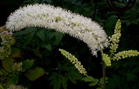 Black Cohosh, (Cimicifuga Racemosa) Wild Crafted Powder | Island Herbs ...
