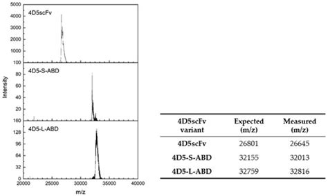 Computation-Aided Design of Albumin Affibody-Inserted Antibody Fragment ...