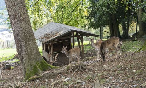 Weinbergtreppe: Wege in den Wildpark Feldkirch | Urlaub am Bodensee ...