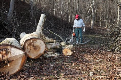 伐木工人在野外發現一奇怪木頭，鋸開後，裡面的東西讓他轉身就跑 - 每日頭條