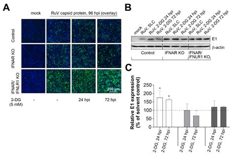 Interferon Signaling-Dependent Contribution of Glycolysis to Rubella ...