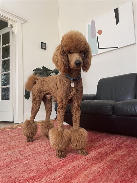 Standard Poodle Haircuts