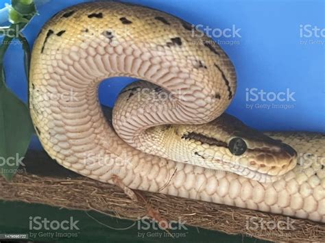 Image result for Royal Python Poo