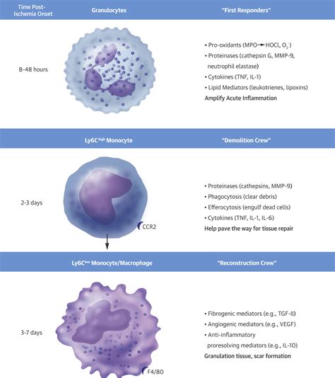 Leukocytes Link Local and Systemic Inflammation in Ischemic Cardiovascular Disease: An Expanded ...