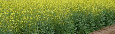 Gurabini :: Gujarat State Seeds Corporation Ltd