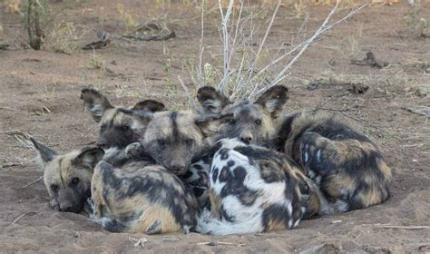 Huddle Cold 的图像结果